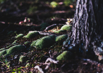 green moss on the tree