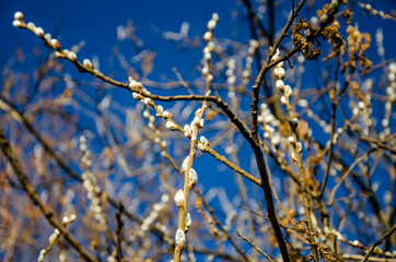 Willow branches with buds in spring against the blue sky.