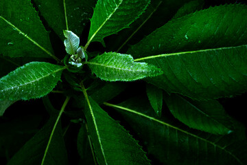 Green leaves shot in dark mode for a beautiful background.