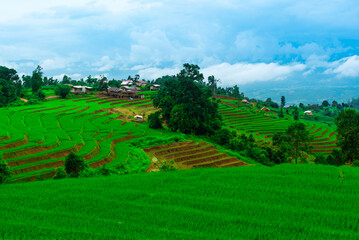 landscape with green field and blue sky at Ban Pa Pong Piang, Chiang Mai where is the most beautiful rice terraces filed of Thailand