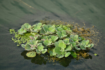 Obraz na płótnie Canvas A wild small green duckweed floating in a rural pond.