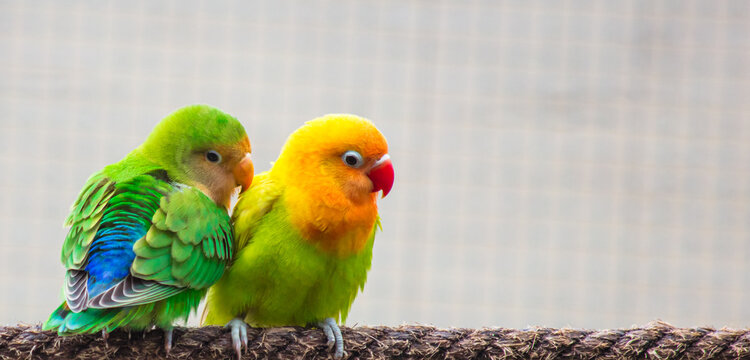 Casal de periquitos coloridos