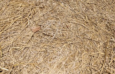 straw bale background
