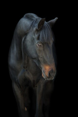 black horse portrait