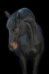 Obraz na płótnie Canvas black horse portrait