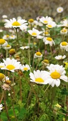 Fototapeta premium daisies in the garden