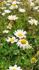 daisies in a garden