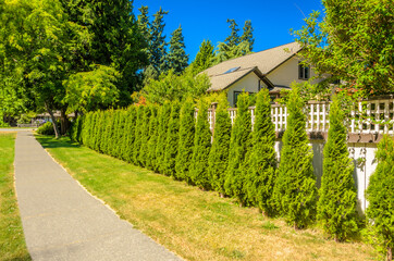 Green fence with green lawn, path and houses.