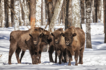 Herd of bison in winter forest on a sunny  winter day