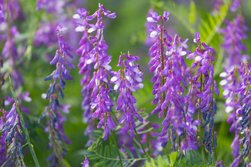Blooming Vicia cracca on a summer sunny day