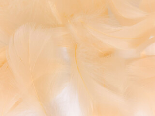 Fototapeta premium Beautiful abstract white and brown feathers on white background and soft yellow feather texture on white pattern and yellow background, feather background, gold feathers banners, brown texture