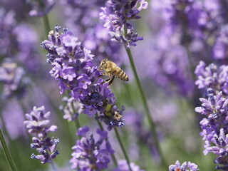 Biene in Lavendelblüten
