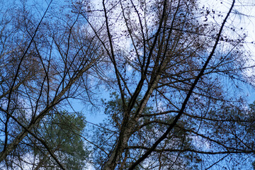 Bäume vor blauem Himmel im Frühling in der Lüneburger Heide