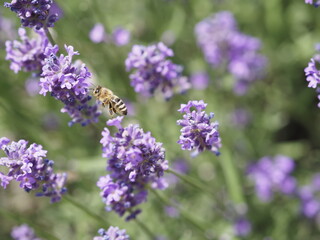 Biene in Lavendelblüten