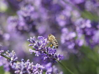 Biene in Lavendelblüten