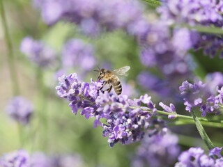 Biene in Lavendelblüten