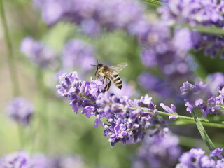 Biene in Lavendelblüten