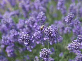 Obraz premium Biene in Lavendelblüten