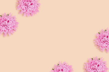 Frame made of pink aster flowers on a beige background. Springtime creative concept.