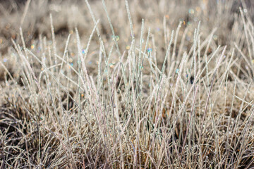 Cold frosty winter morning.Dry frozen grass on meadow natural outdoors bokeh.Blurry nature background.Bright bokeh pattern.Defocused abstract wallpaper.Glitter lights.Cold weather on sunny day.