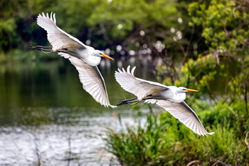 flying seagull in flight