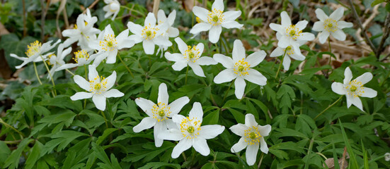 Anemonoides nemorosa, the wood anemone, is an early-spring flowering plant growing in the wild in...