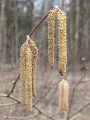 Catkins
