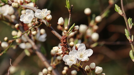 branch of apple tree