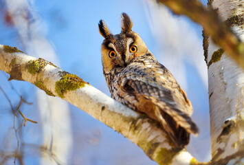 A Long-eared Owl (Asio otus) sitting on a tree against the blue sky. Sunny day
