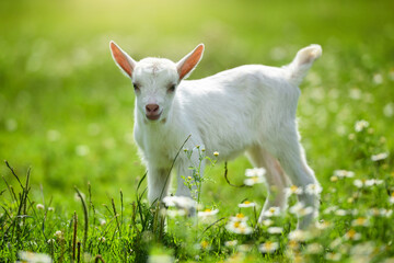 Obraz premium White little goat standing on green grass with daisy flowers on a sunny day