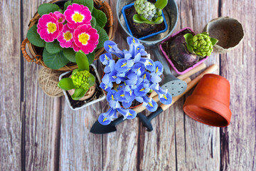 Garden tools, flowers and plants on a rustic wooden background. Gardening concept. Top view
