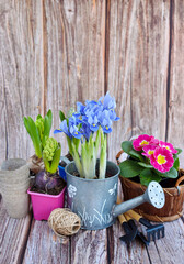 Spring flowers and gardening tools on a rustic wooden background. Gardening concept
