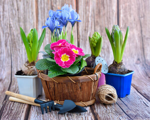 Spring flowers and gardening tools on a rustic wooden background. Gardening concept