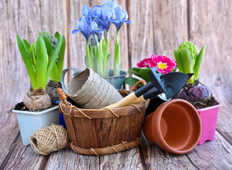 Gardening tools and spring flowers on a rustic wooden background. Gardening concept