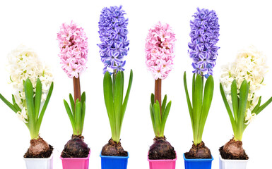 Vibrant multicolored hyacinth spring flowers on white background with space for text. Top view