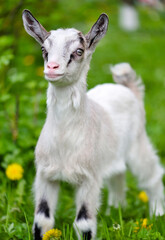 White baby goat standing on green lawn