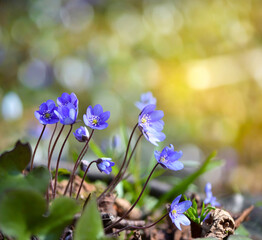 Blooming in the spring forest Hepatica nobilis