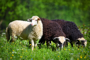 Naklejka premium Sheeps in a meadow on green grass. Sunny summer day