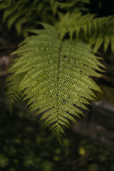 Detail photograph of a zenith fern