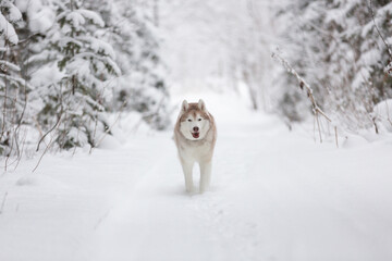 Portrait of happy siberian husky dog running in the snowy winter forest.