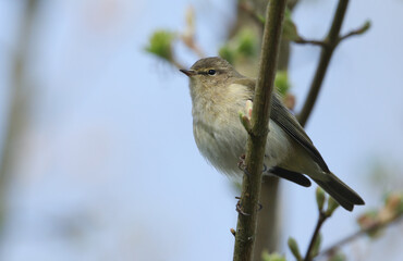 A pretty Chiffchaff, Phylloscopus collybita, perching on a branch of a tree in spring.	