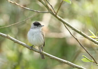 A stunning male Blackcap, Sylvia atricapilla, perching on a branch of a tree in spring.	