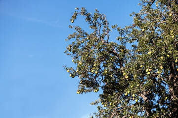 Ripe juicy pears on tree branch in garden
