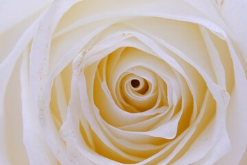 Cream rose close-up. Macrophotography.