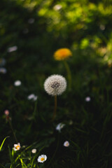 50mm photograph of a dandelion flower in spring