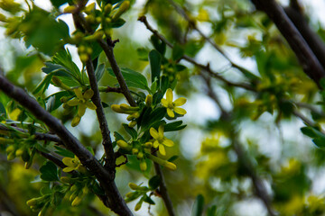 Spring flowering trees with green flowers in the garden against the green garden. Spring background, toned