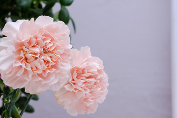 Cream carnation flower in a vase with green leaves on a gray background.