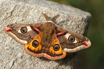 A stunning male Emperor Moth, Saturnia pavonia, perching on a rock in springtime. 