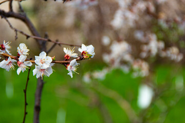 Spring flowering trees with white flowers in the garden against the green garden. Spring background, toned