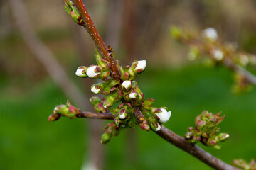 Spring flowering trees with white flowers in the garden against the green garden. Spring background, toned